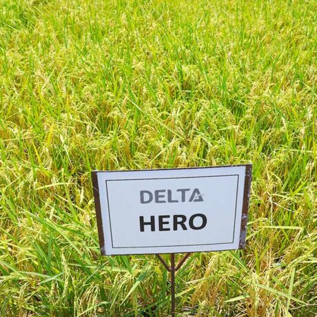 Delta-Hero-1