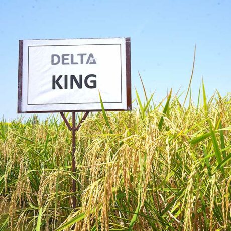 Delta-King-1