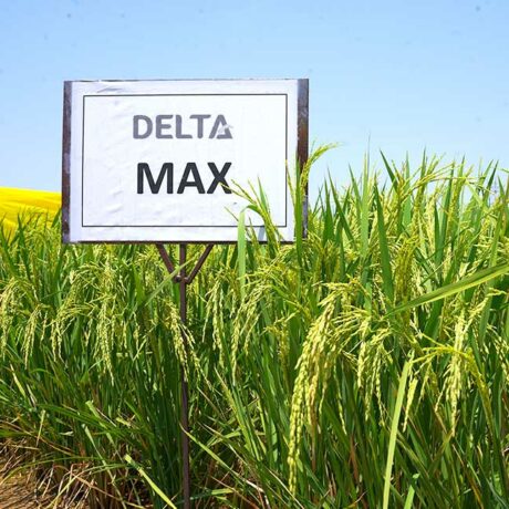 Delta-Max-1