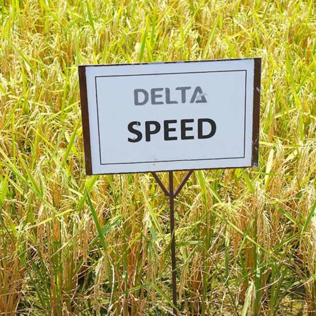 Delta-Speed-1
