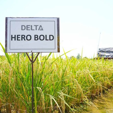 Hero-Bold-1