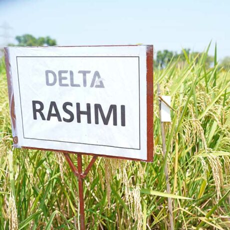 Rashmi-1