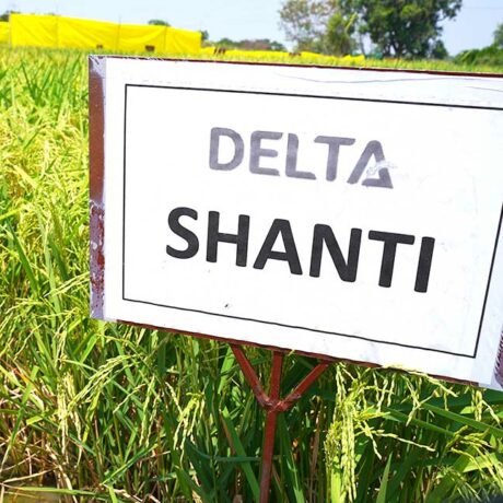 Shanti-1